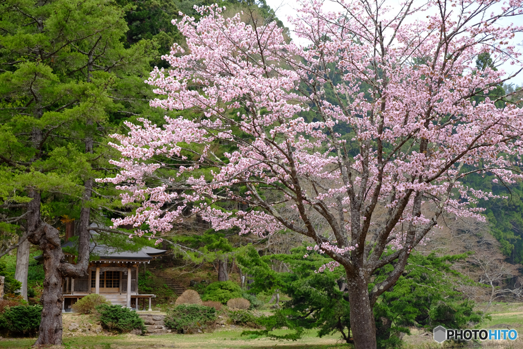 浄仙寺の春(1)