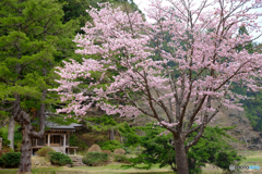 浄仙寺の春(1)