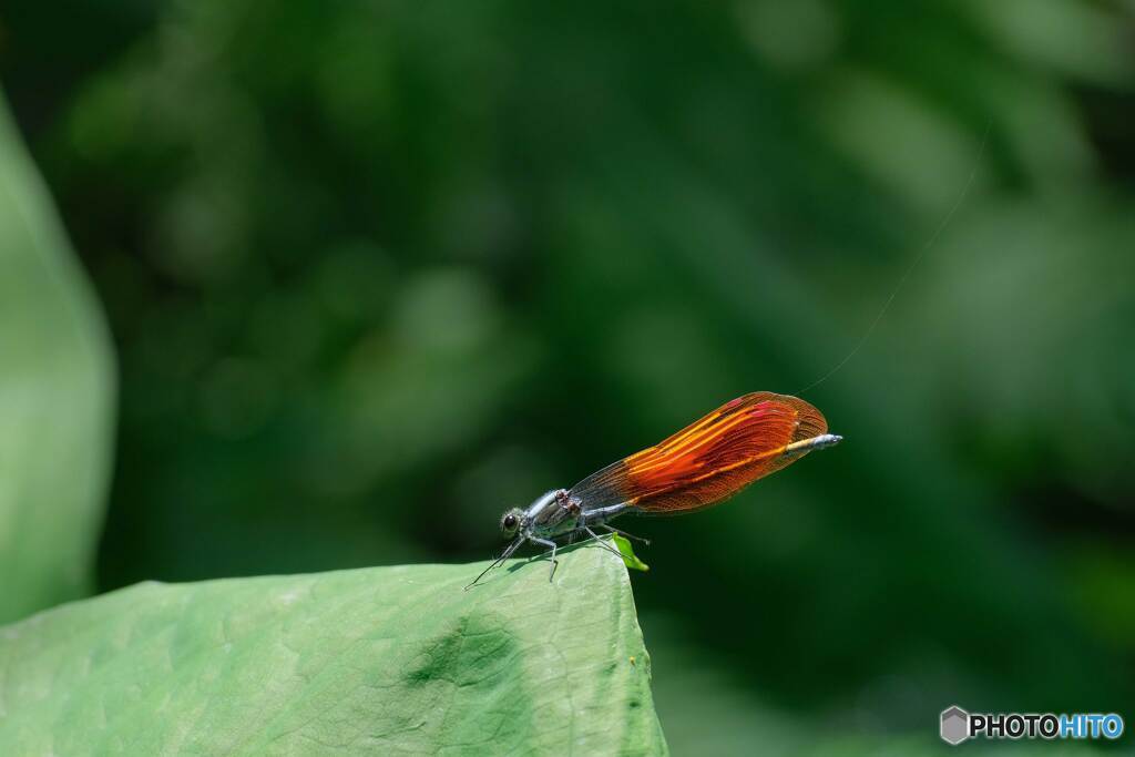 魅惑色（カワトンボ♂）