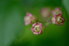 畑の花(1)