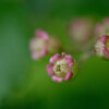 畑の花(1)