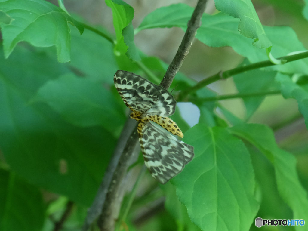 下湯ダムの昆虫(1)