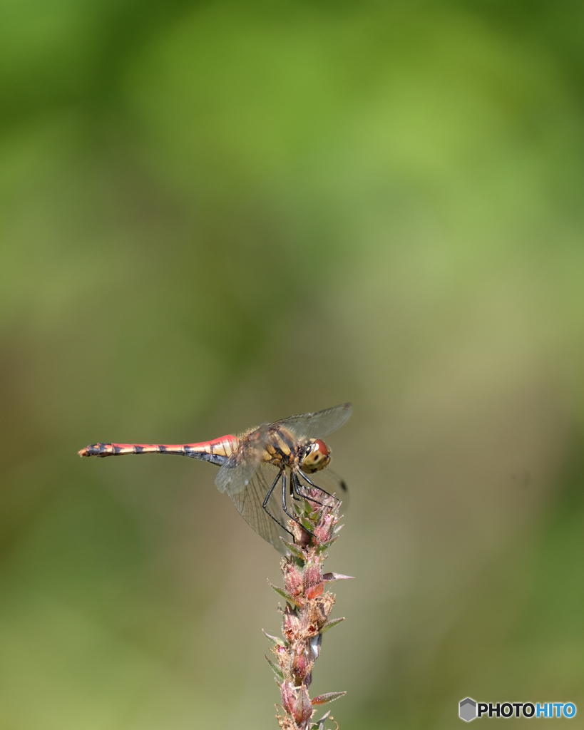 ナツアカネ♀