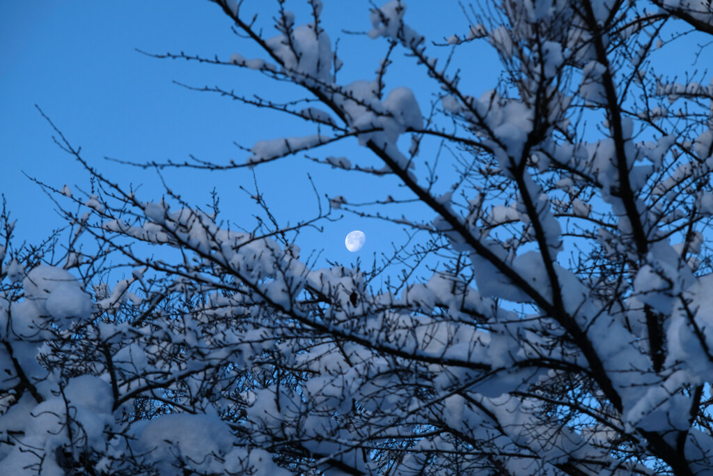 朝の月(1)