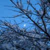 朝の月(1)