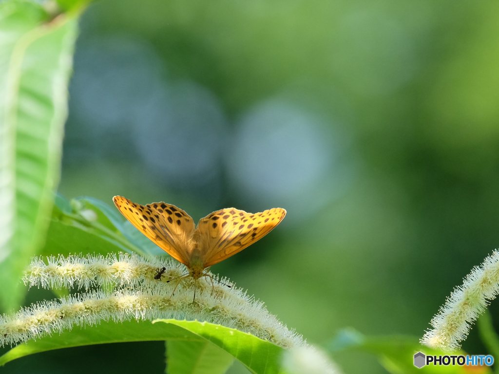 下湯ダムの昆虫(3)
