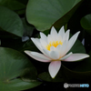 あやめ公園にて(4)・・・睡蓮