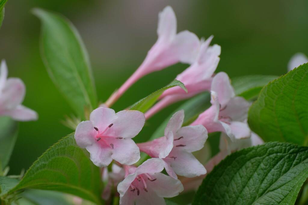 指標の花