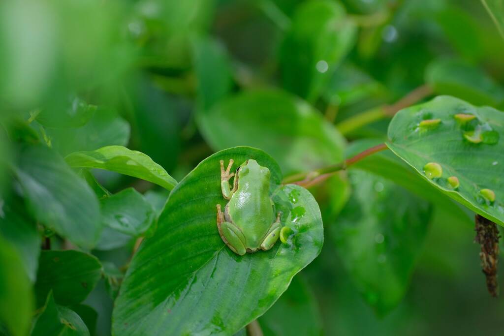 小雨のち晴れ（カエル）