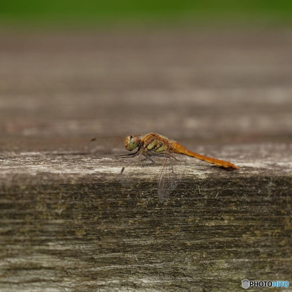 アキアカネ♂