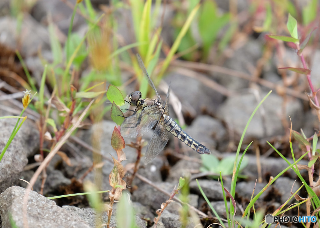 ハラビロトンボ♀　4415ﾊﾗ♀