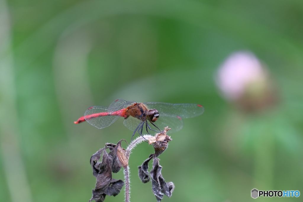 マユタテアカネ♂