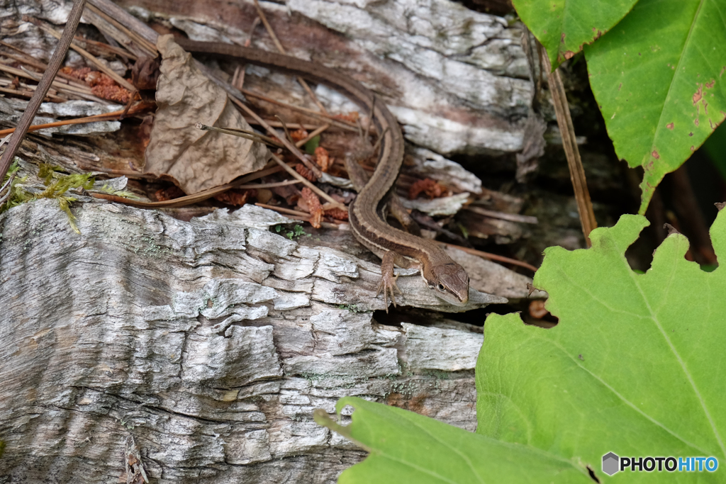 浄仙寺の動物(2)