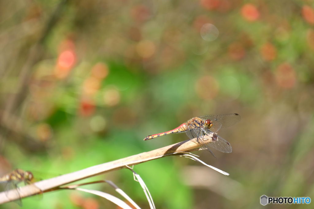 ナツアカネ♀　8306