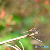 ナツアカネ♀　8306