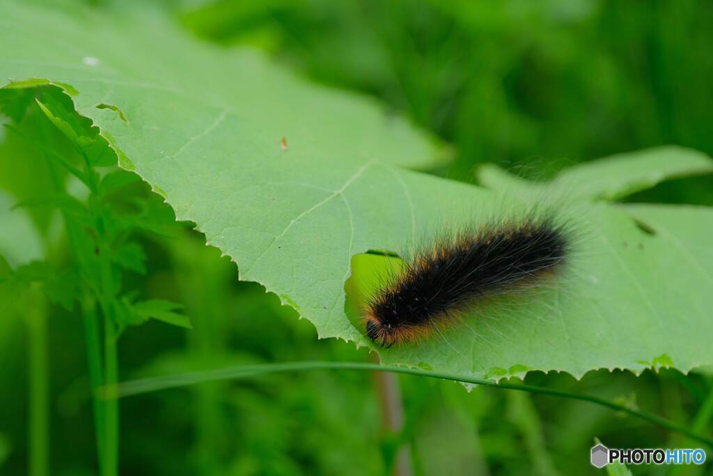 ヘビーな画像に付き、閲覧注意　毛虫