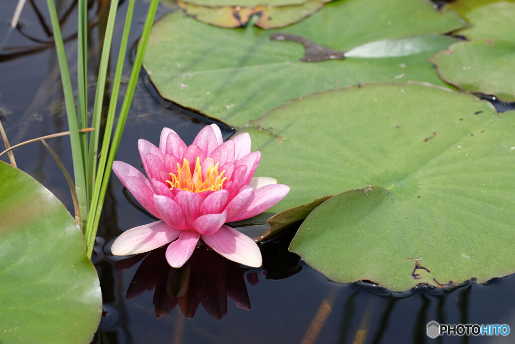 たまには花を