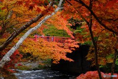 中野もみじ山の紅葉１