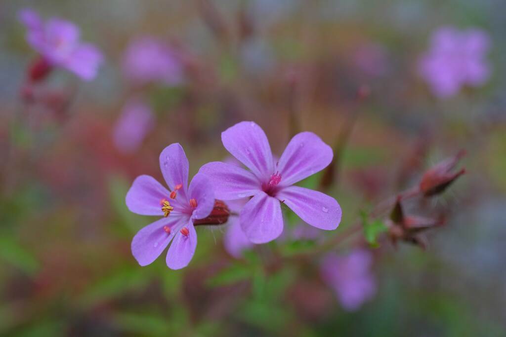 庭の花