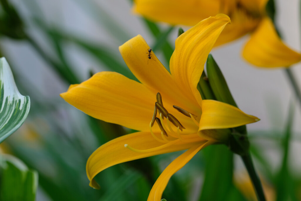花壇の花