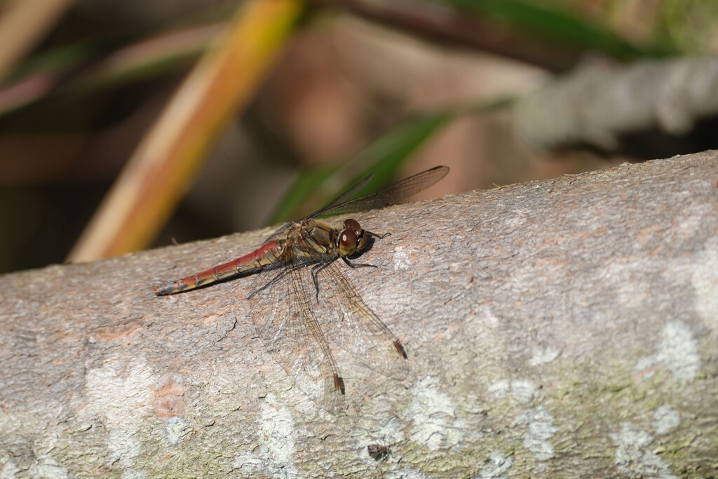 アキアカネ♀