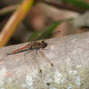 アキアカネ♀