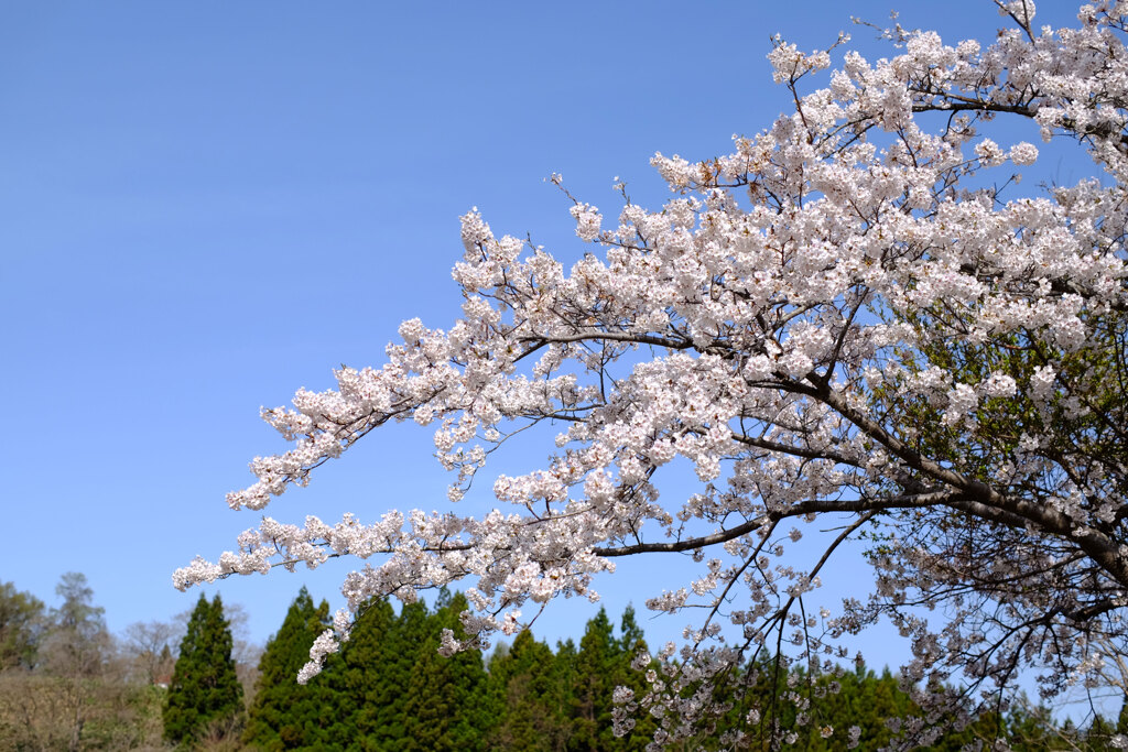 ご近所桜(1)