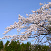 ご近所桜(1)