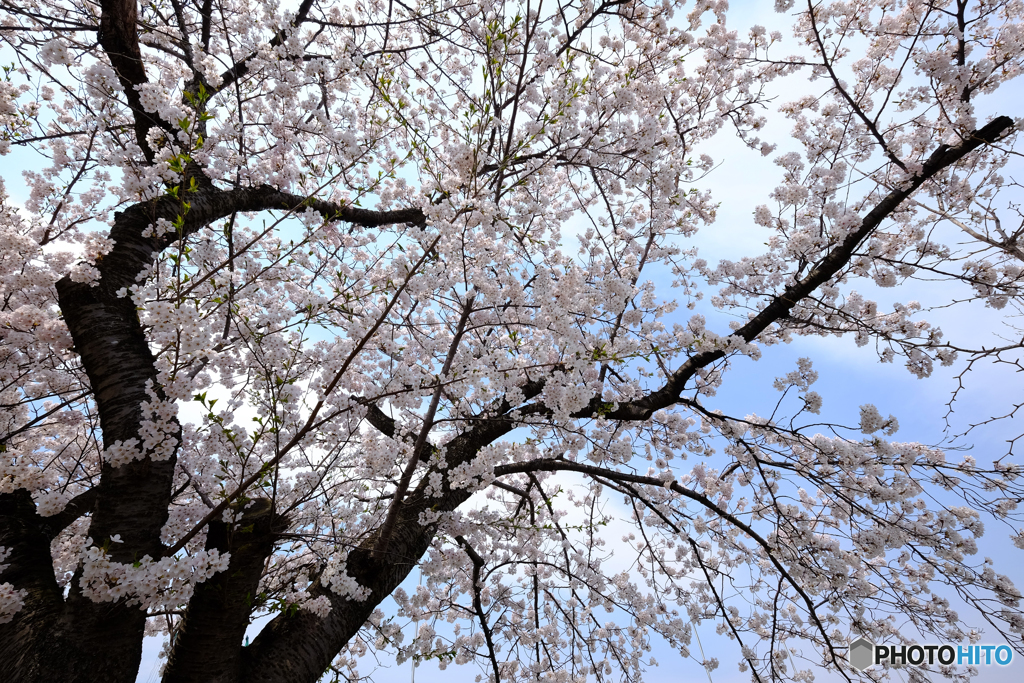 やっぱり桜は難しい