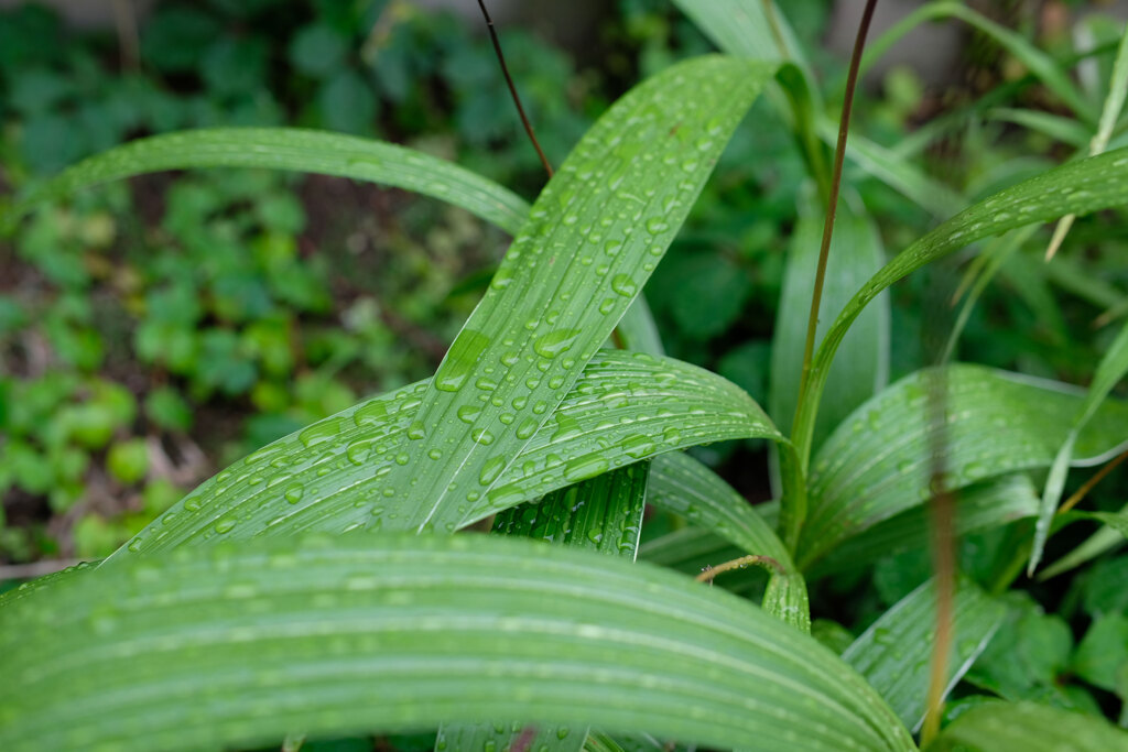 雨...雨...続きそう