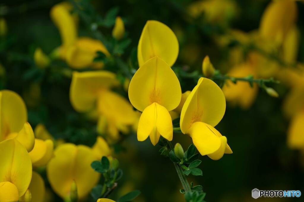 前作の黄色い花を近くで撮ってみた