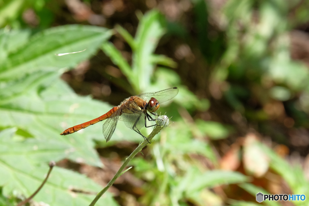 アキアカネ♂