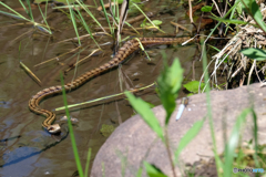 閲覧注意　シマヘビ