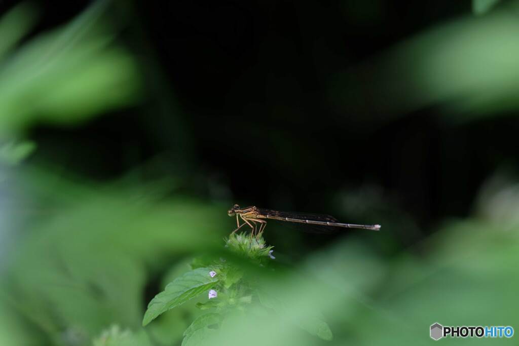 モノサシトンボ♀