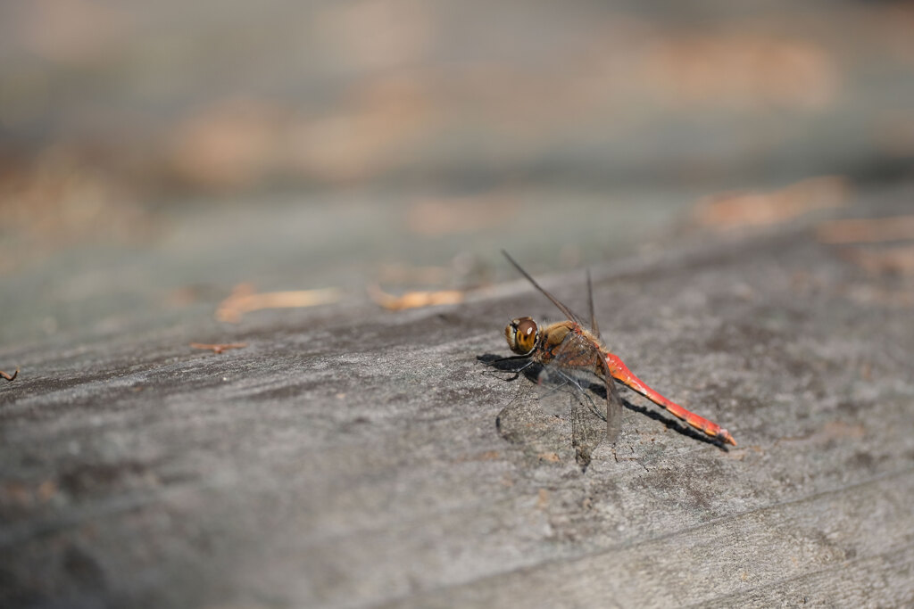 アキアカネ♂