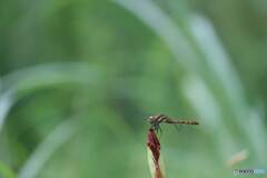 アキアカネ♀