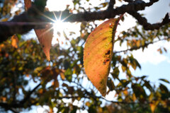 里も紅葉