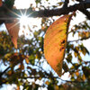 里も紅葉