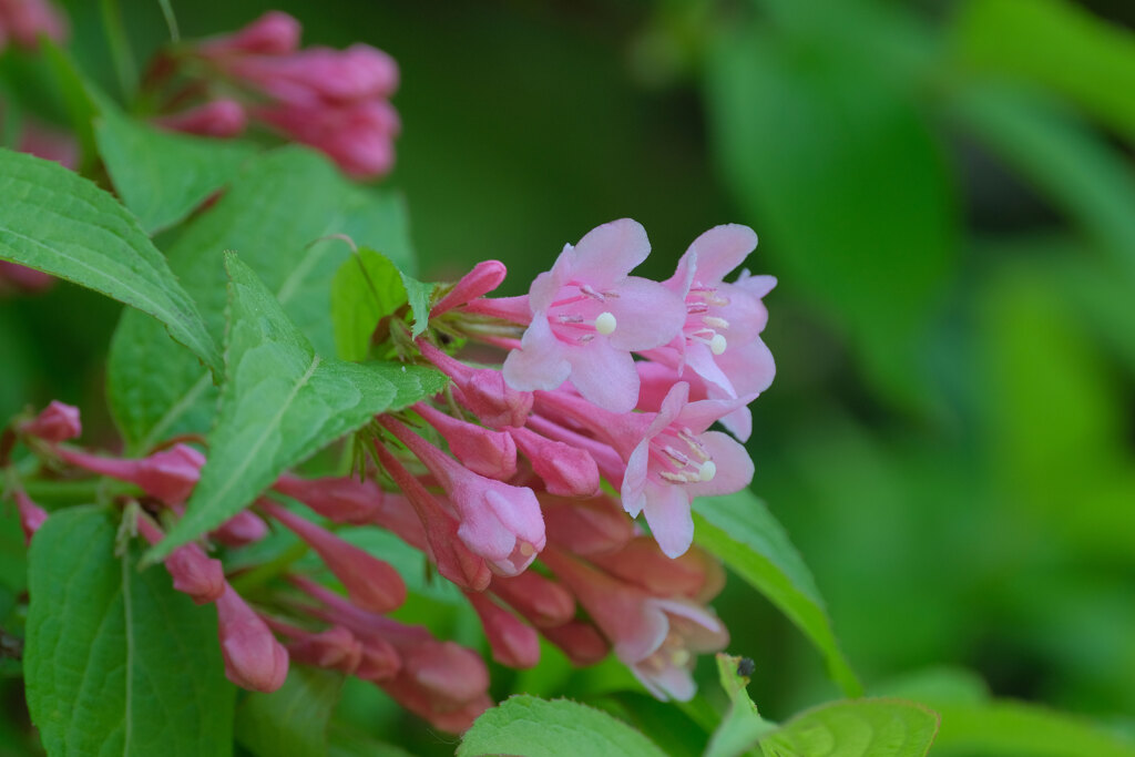 山の花