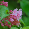 山の花