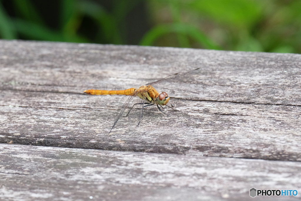 アキアカネ♀