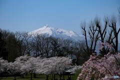 岩木山と桜