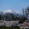 岩木山と桜