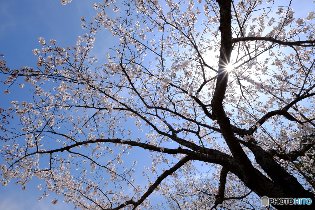 桜　再挑戦