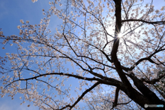 桜　再挑戦