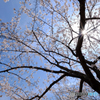 桜　再挑戦
