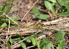 マユタテアカネ♀　3828ﾏﾕ♀