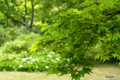 浄仙寺の緑