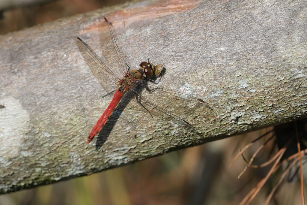 アキアカネ♂