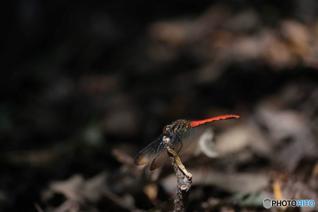 リスアカネ♂